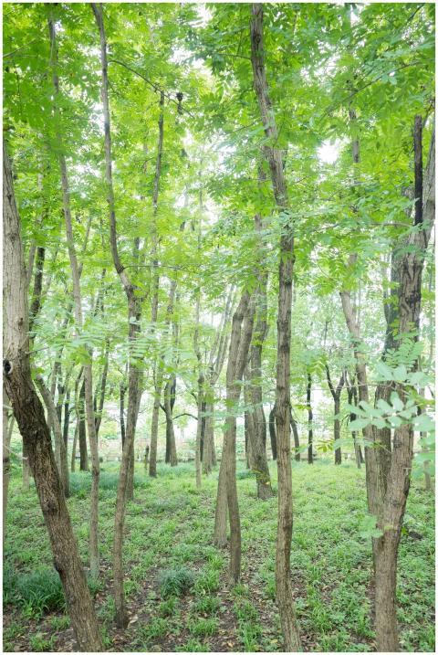 Peaceful view of a vibrant green forest with sunli