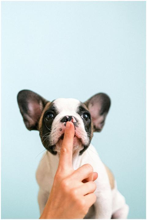 Cute French Bulldog puppy with a finger on its lip