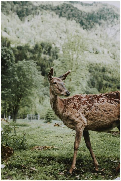 A tranquil deer stands amidst lush greenery in a s