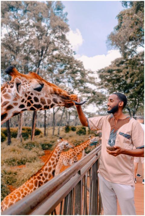 A smiling man interacts with giraffes at a zoo in