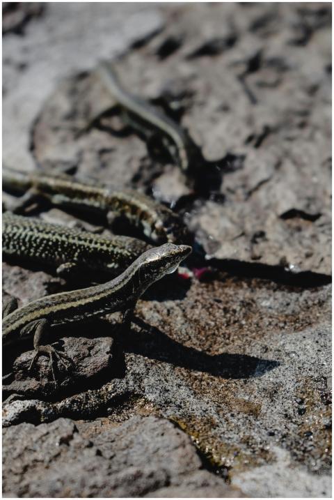 Group of Madeiran wall lizards basking on rocky su