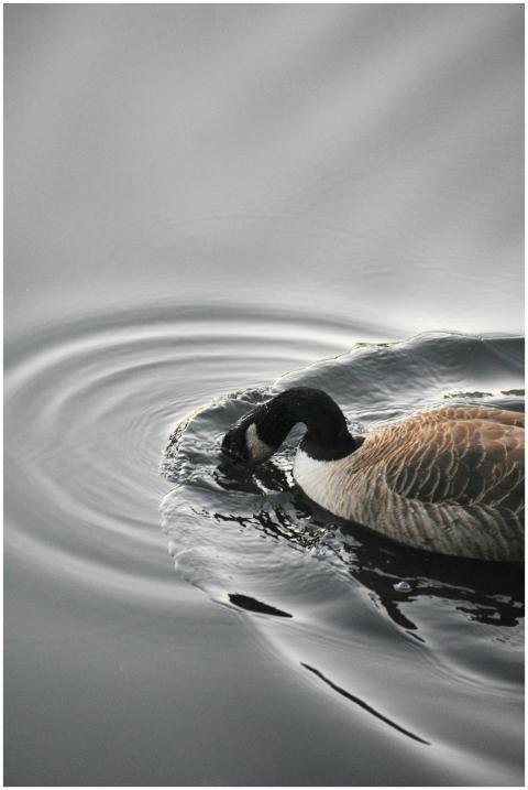 A Canadian goose dips its head underwater, creatin