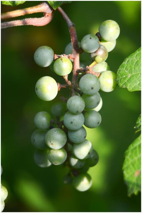 A vibrant bunch of green grapes hanging on a vine,
