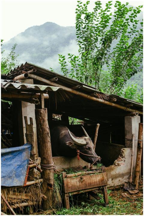 Rustic barn with a buffalo set against a misty mou