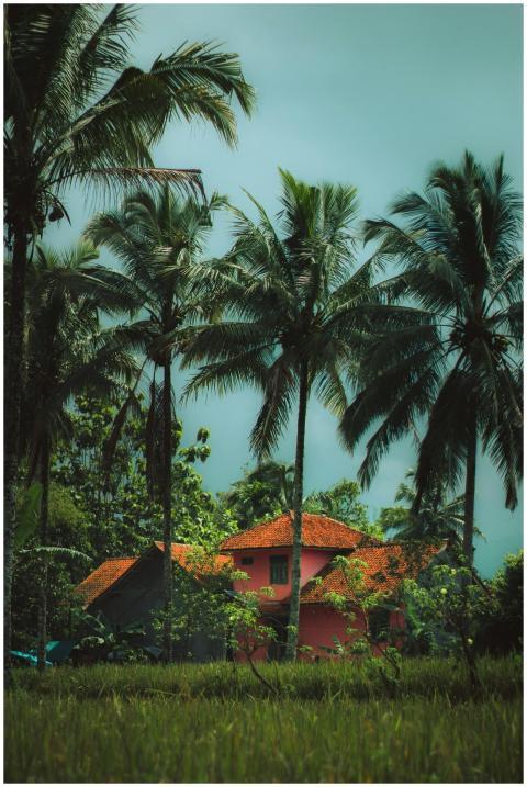 Idyllic tropical view of lush palm trees surroundi