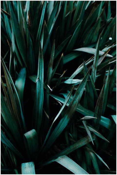 Close-up shot of dark green spiky leaves providing