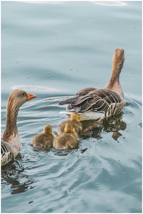 A serene scene of geese with goslings swimming in