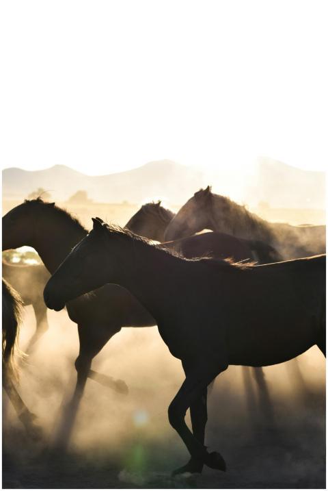 A vibrant scene of horses running through dust at