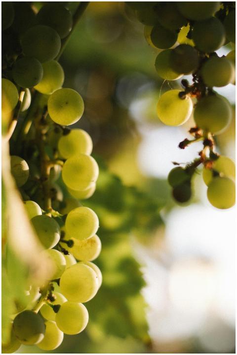 Vibrant green grapes hanging on a vine, backlit by