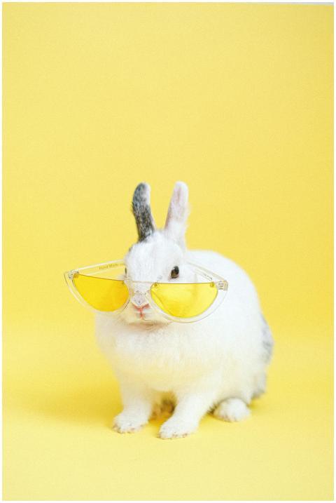 Adorable bunny wearing yellow sunglasses against a