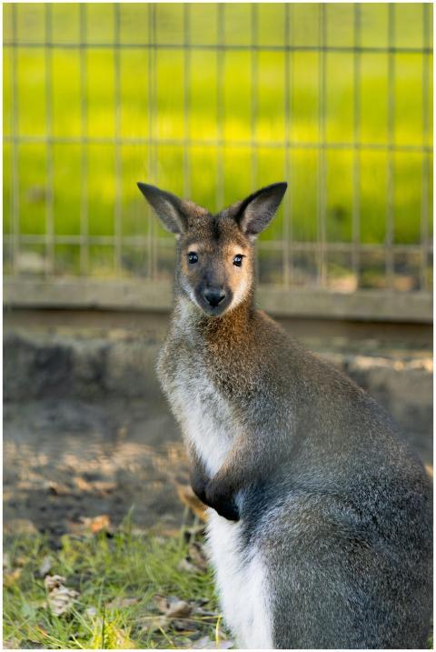 Adorable wallaby in a zoo, captured with a natural