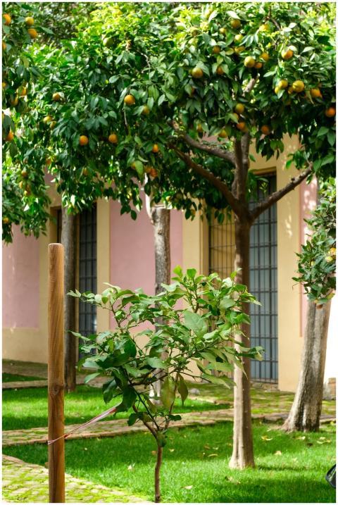 Seville Orange Grove Sunlit