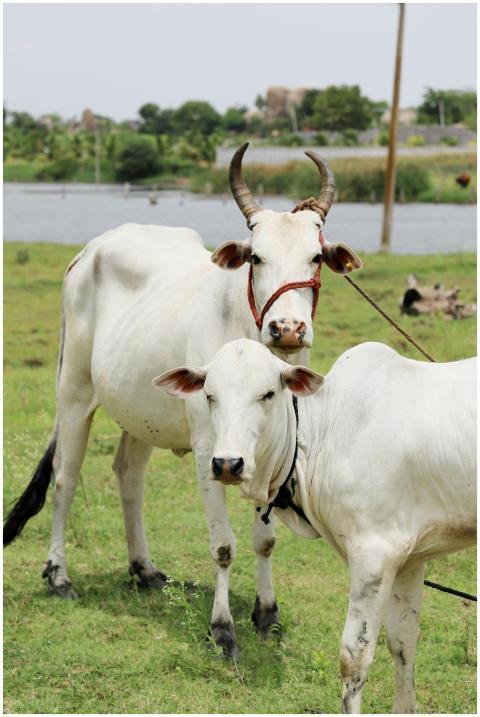 Two white cattle grazing in a lush green countrysi