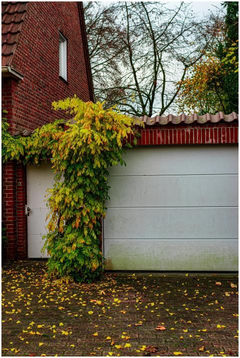 Brick garage facade with vibrant autumn ivy and fa