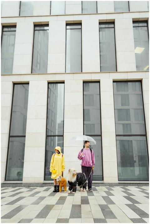 Couple walking dogs in the rain with umbrellas in