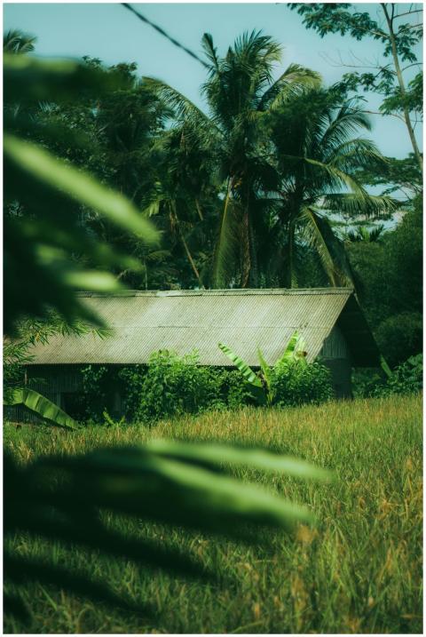 A serene view of a rustic hut amidst tropical gree