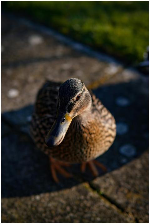 Close Up Mallard Duck