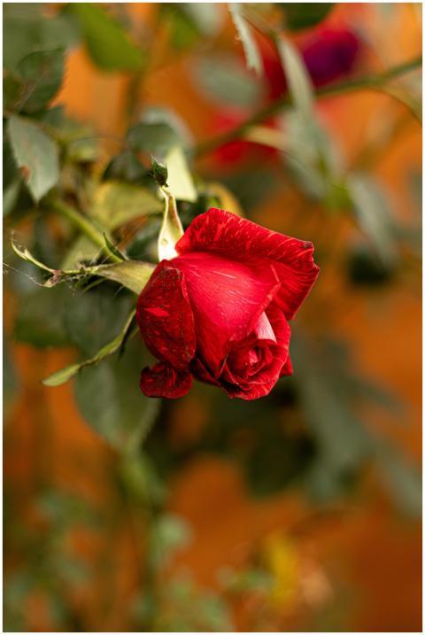 Vibrant red rose in a garden setting, showcasing n