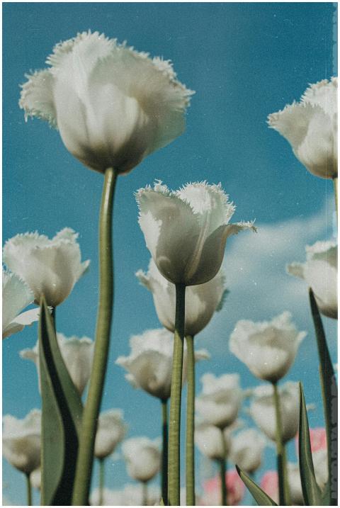 Vibrant white tulips in bloom under a clear blue s
