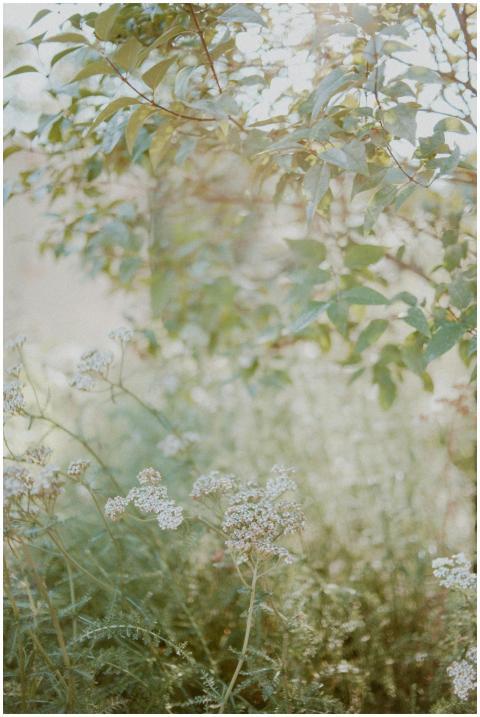 Serene outdoor meadow with blooming white flowers
