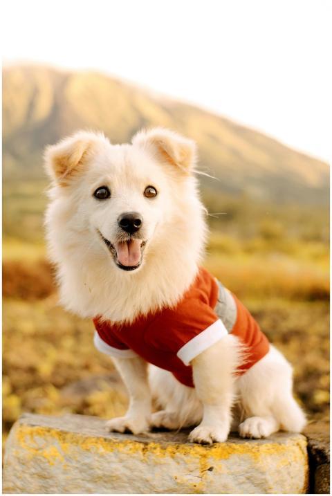 Cute dog wearing a red sweater, smiling with a sce