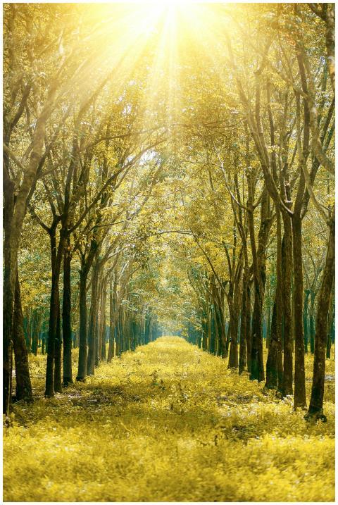 Serene forest path bathed in golden sunlight showc