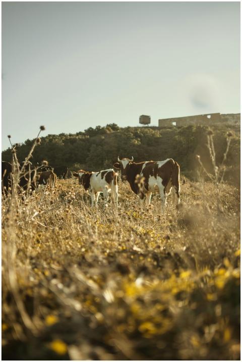 Peaceful scene of cows grazing in a sunny Algiers