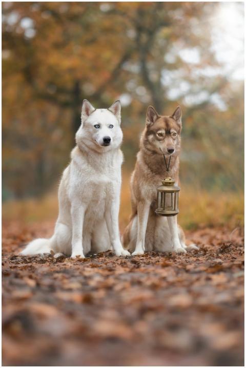 Huskies Lantern Autumn Forest