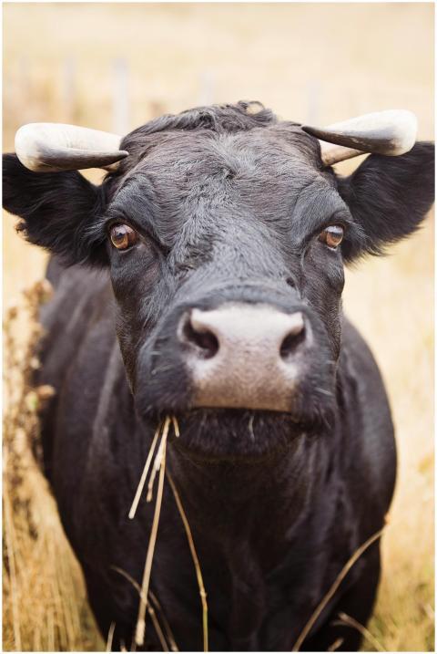 Detailed close-up of a black cow with horns in a g