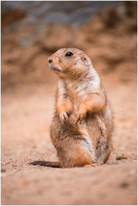 A cute prairie dog stands alert in its natural des