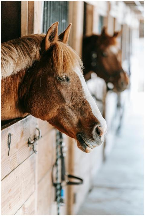 Beautiful horses in a rustic stable showcasing the