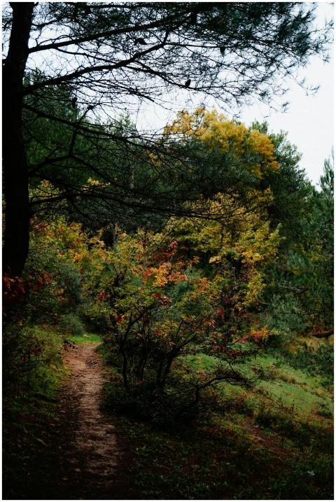 A tranquil forest trail surrounded by vibrant autu