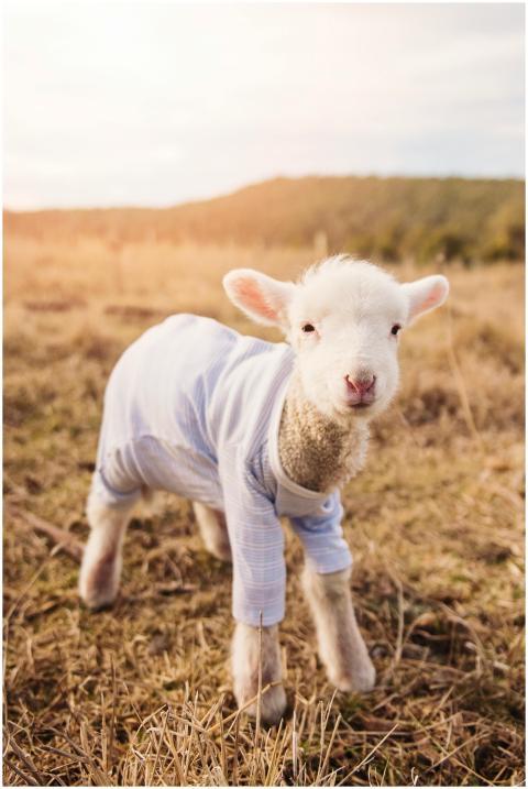 Adorable lamb wearing clothes in a sunlit grass fi