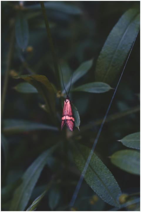 Detailed view of a butterfly perched on dark green