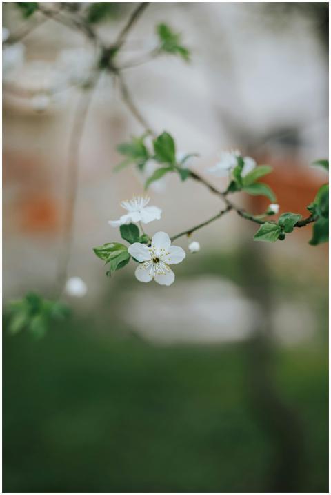 Close-up of delicate white flowers blooming on a t