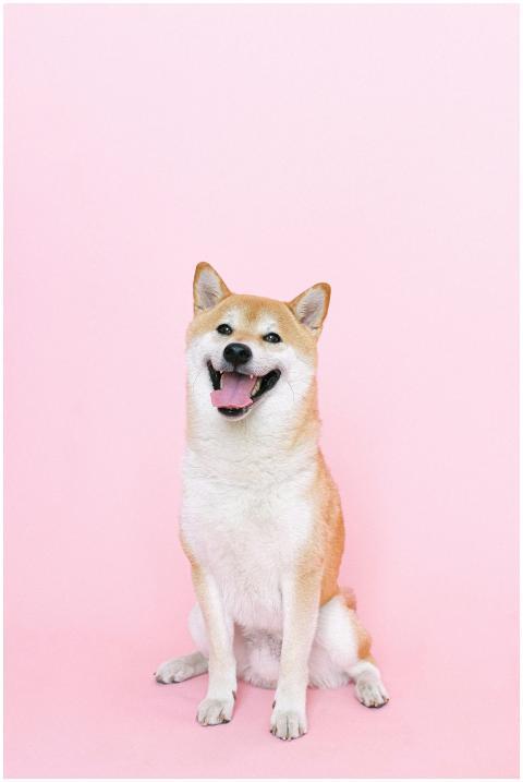 A joyful Shiba Inu dog sits against a pastel pink
