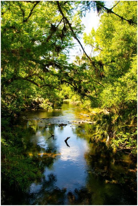 Peaceful river flowing through a vibrant green for