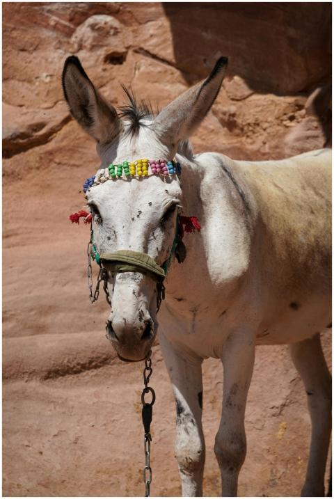 White donkey with colorful bridle in the rocky ter