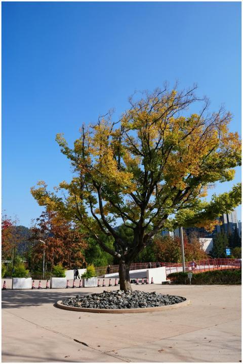 A lone tree with autumn leaves in an urban park fr