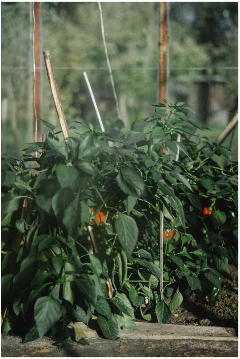 Healthy green pepper plants flourishing in an Esto