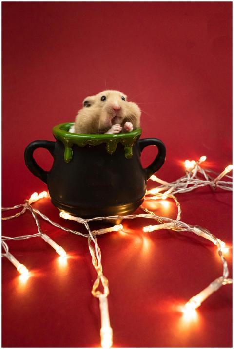 Adorable hamster in a cauldron styled mug with fes
