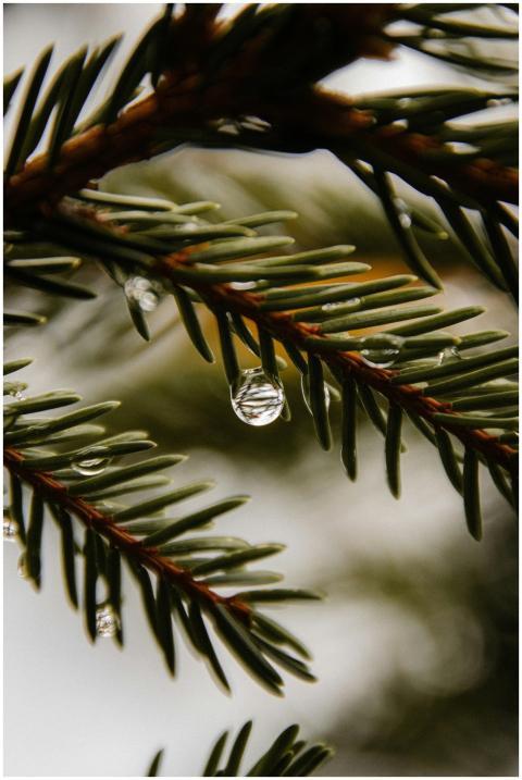 Detailed shot of raindrops on pine needles showcas