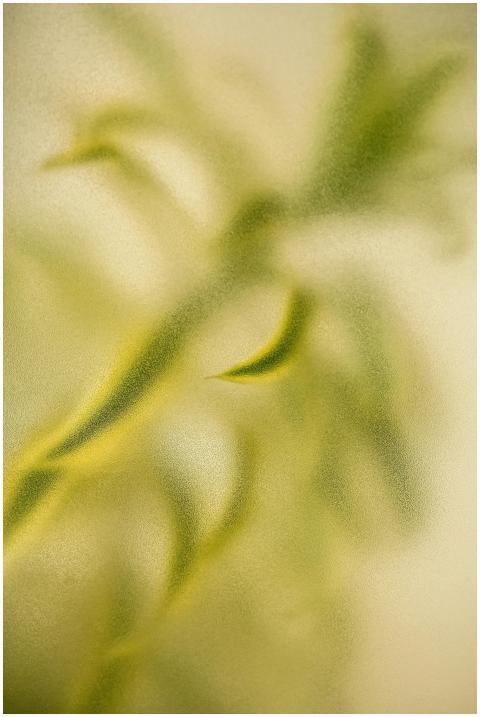 Artistic abstract image capturing green foliage wi