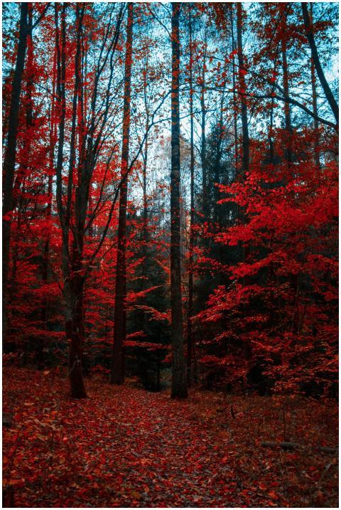Stunning autumn forest with vivid red leaves highl