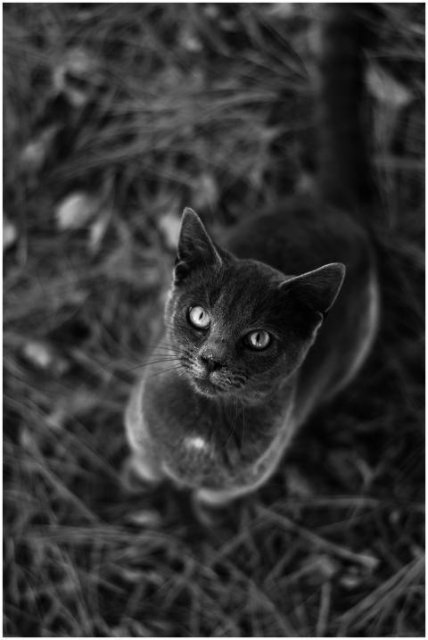 A stunning black and white portrait of a cat gazin