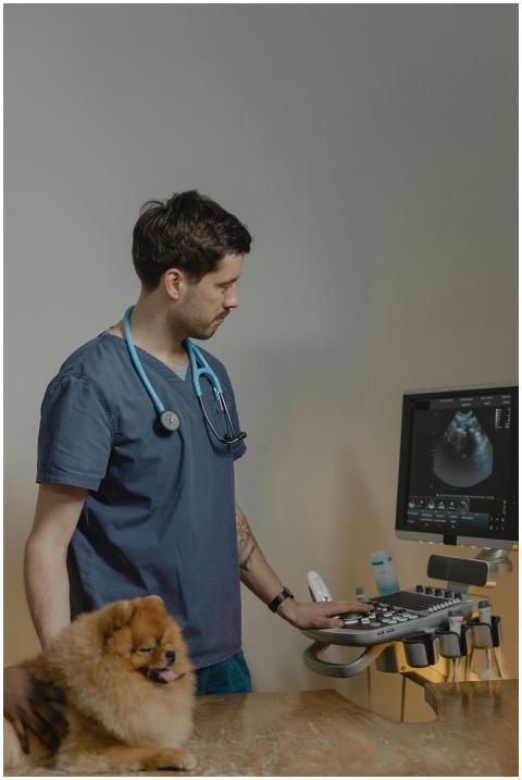 Veterinarian examining a Pomeranian dog with ultra