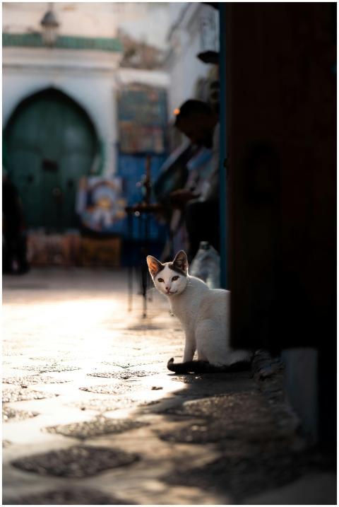 A cat sits on a sunlit street in Asilah, Morocco,
