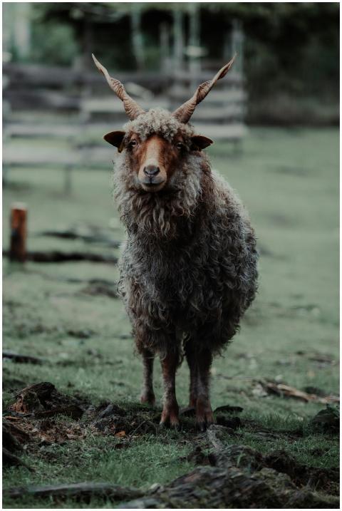 A beautiful Racka sheep stands proudly in Hellenth