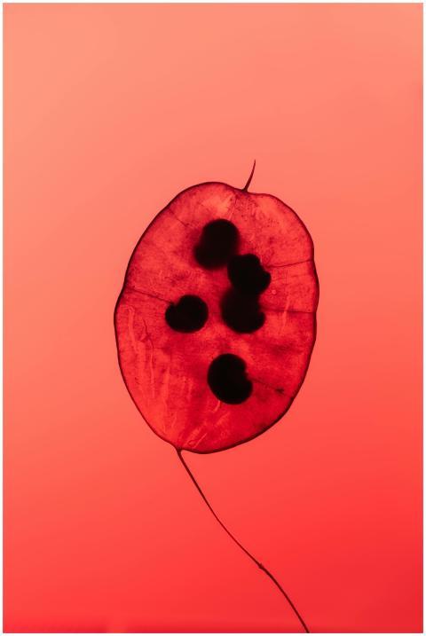 Artistic capture of a red plant seed against a glo