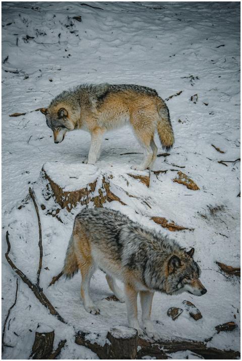 Two wolves roam a snowy landscape in Montebello, c